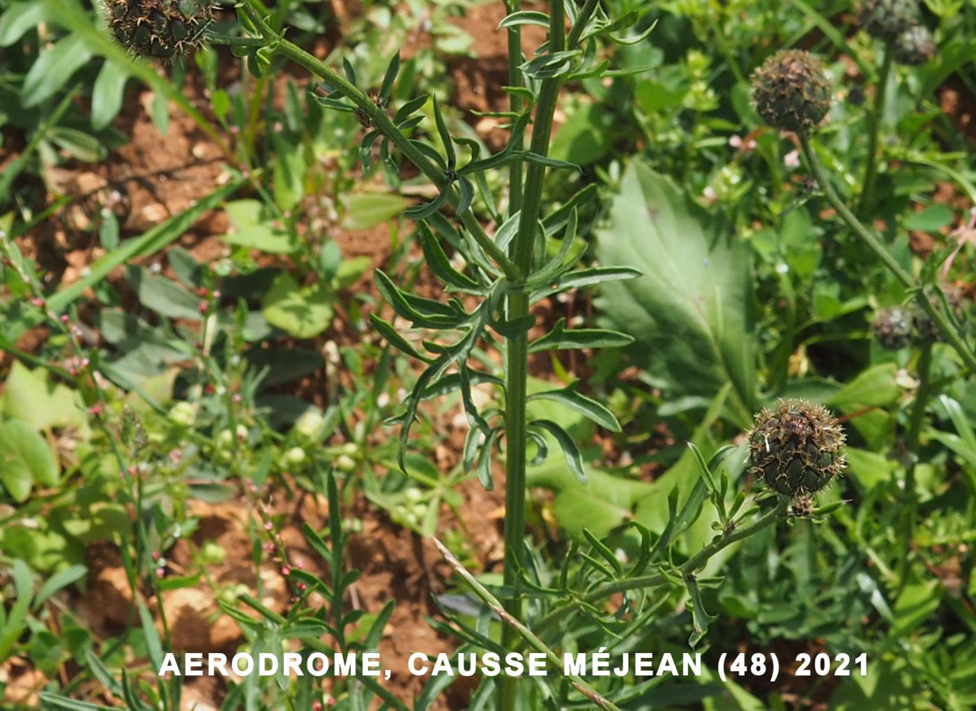 Knapweed, Greater leaf